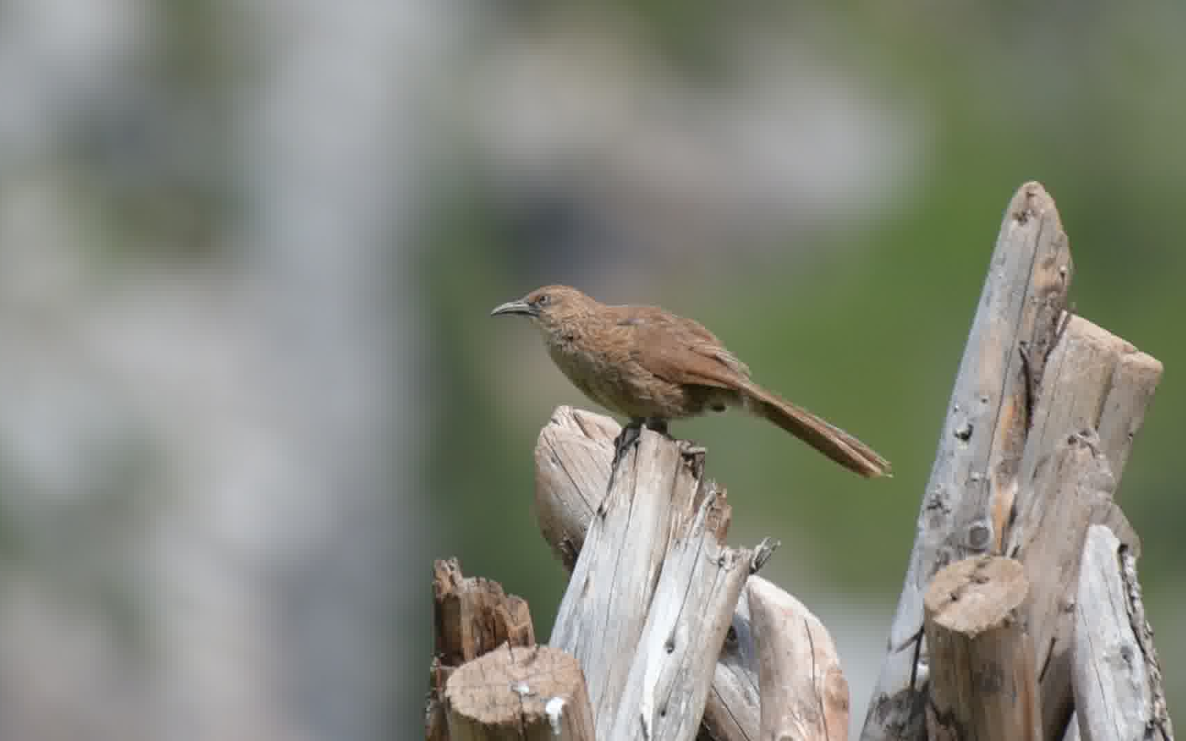 棕草鹛-青海囊谦20200718