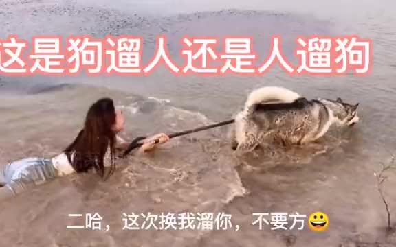 搞笑视频,这是人遛狗还是狗遛人