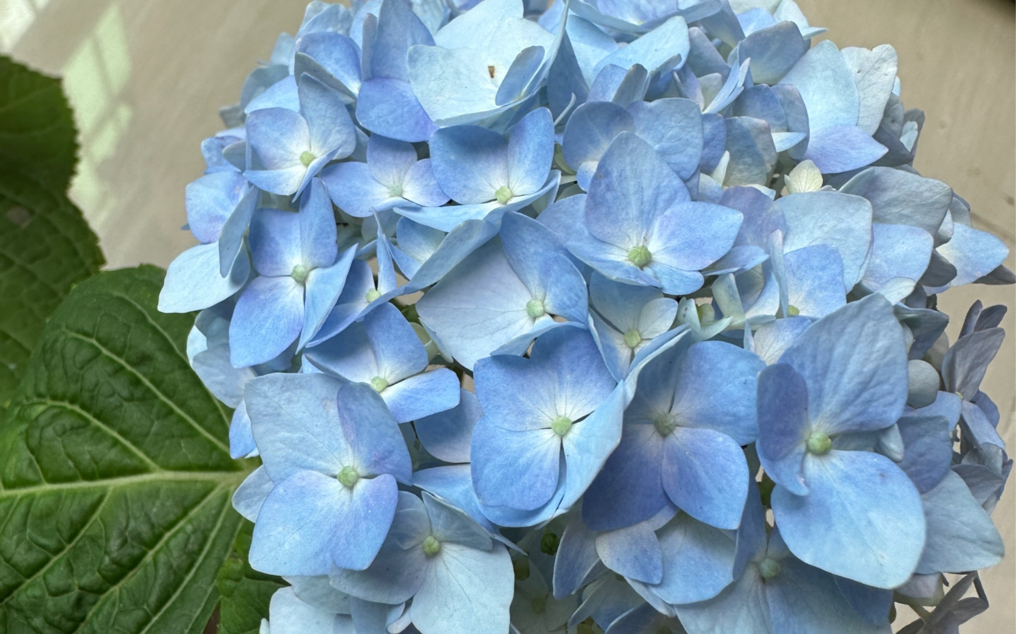 蓝色的绣球花你喜欢吗