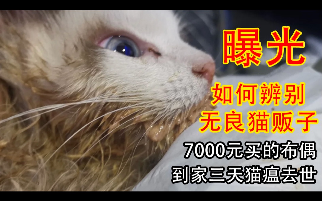 【猫奴必看】实锤无良猫贩子技巧,不要再被骗!全干货!第一期揭秘骗局!小猫到家三天去世哔哩哔哩bilibili