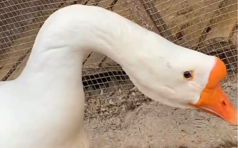 震惊,史前巨鹅被教育.村霸居然反噬主人!!