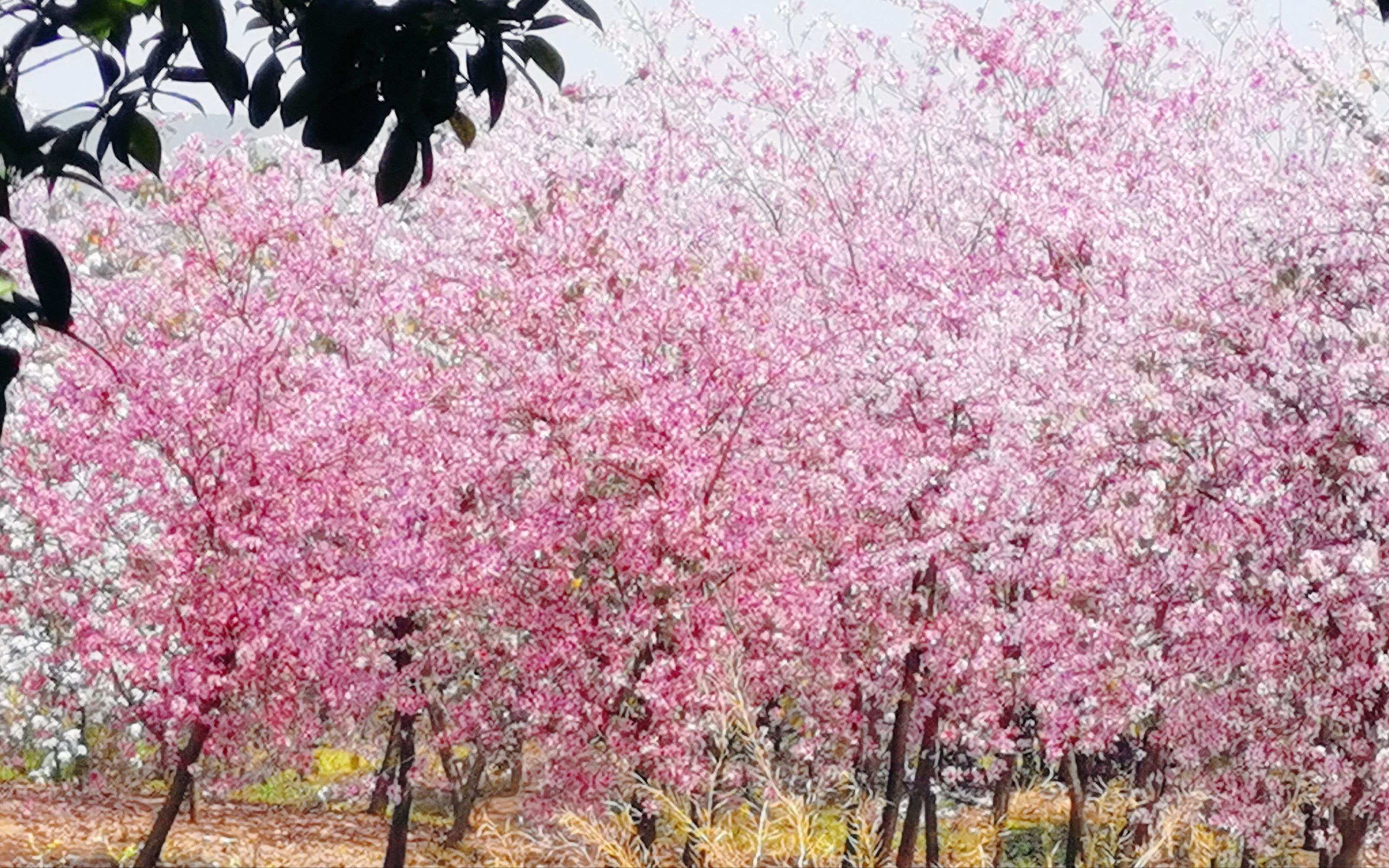 [图]【记录广西师大】烂漫的紫荆花林