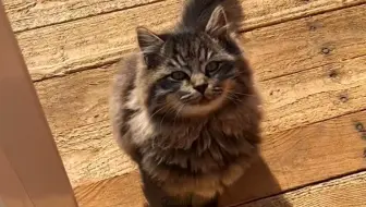 山上小狸花猫跑来爷爷家找它最好的朋友玩