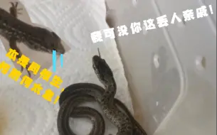 下载视频: 你我同是鳞龙!何必如此！