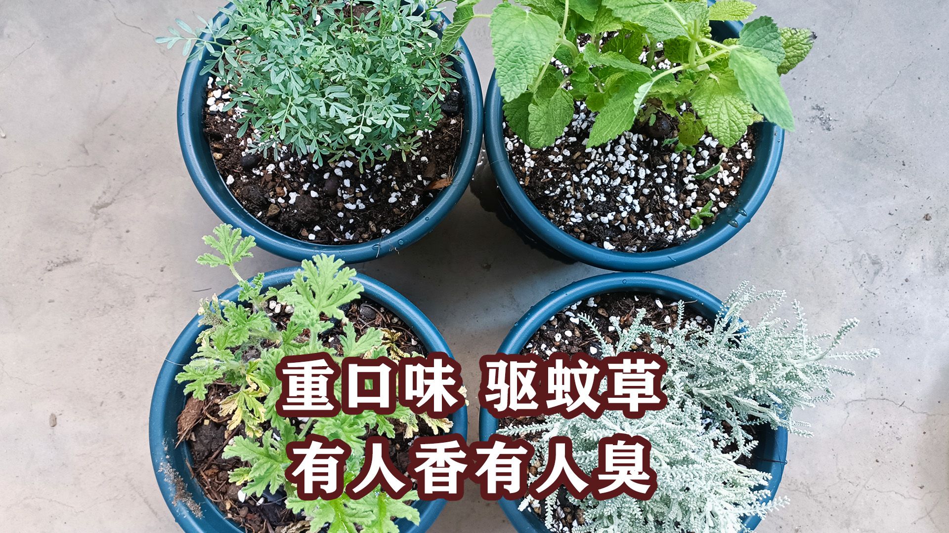 新入4盆重口味“驱蚊草”,效果如何,静待考验哔哩哔哩bilibili