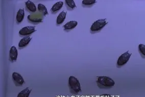 实验发生意外，小虫子开始无限繁殖，整个世界陷入巨大灾难