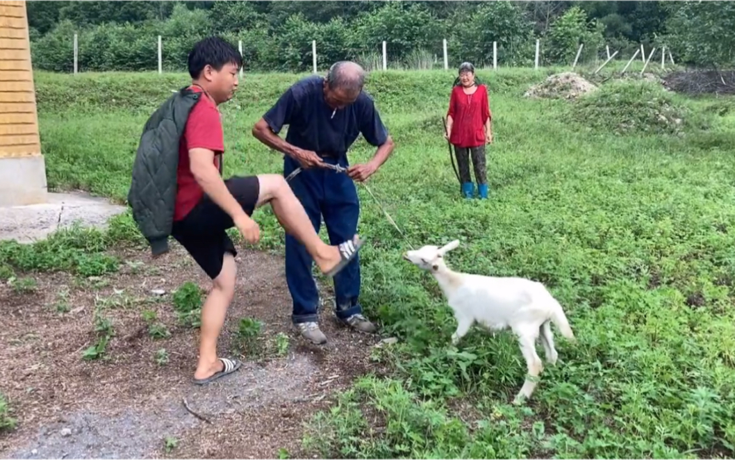 到农村乡下深山买羊,喜提两枚山羊一公一母,花了1200元心疼哔哩哔哩bilibili