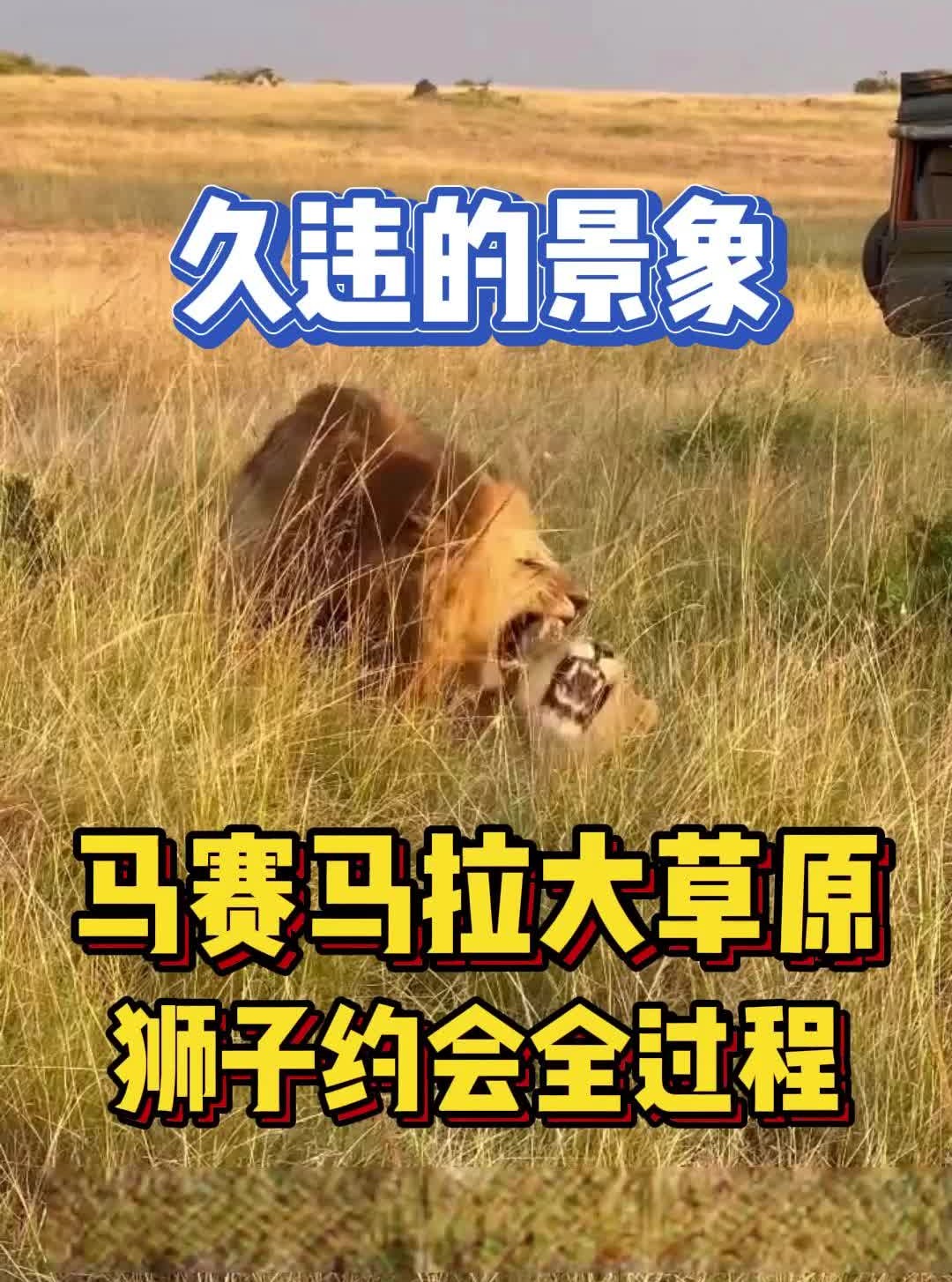 马赛马拉近距离拍摄狮子约会全过程