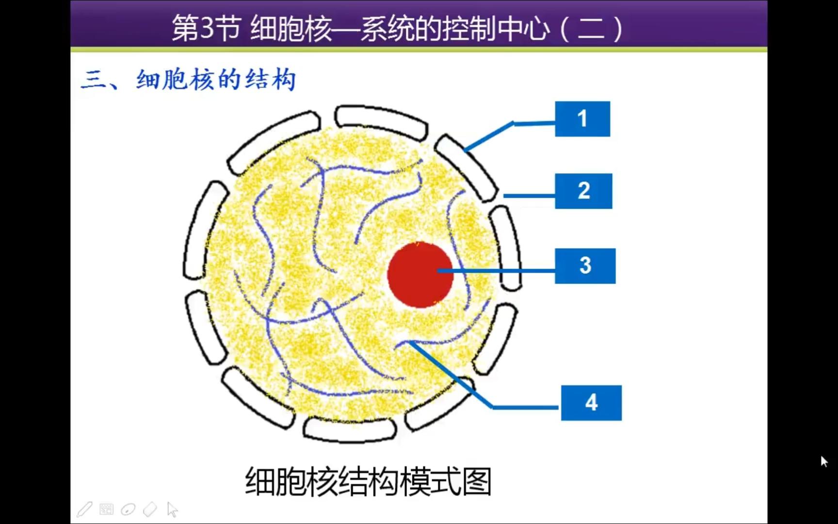 超明白 细胞核的结构