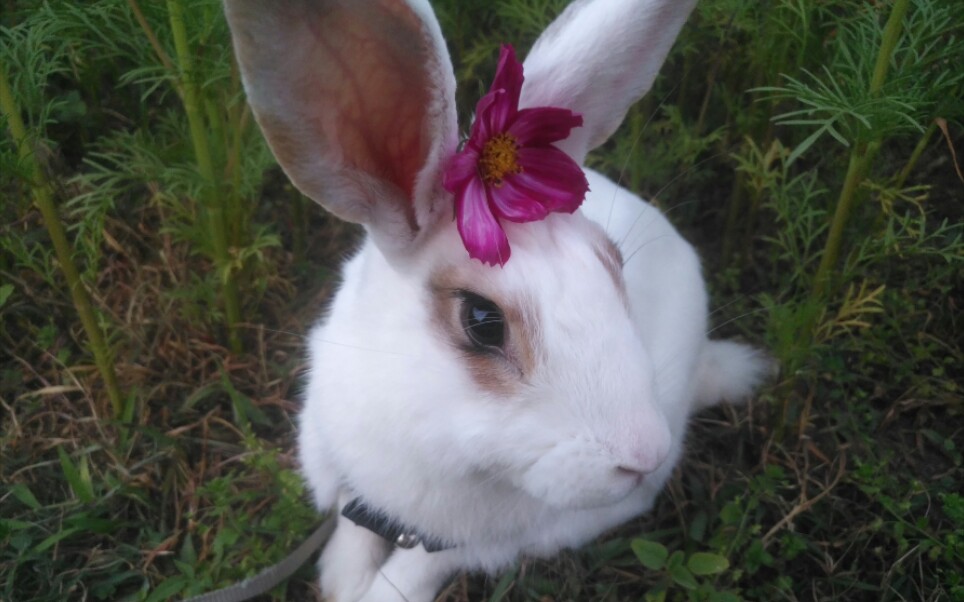 活动作品震惊驴脸兔兔竟然也这么好看