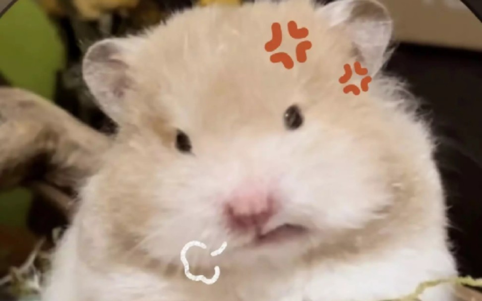 【权顺荣/seventeen】鼠鼠我啊,不是仓鼠哦