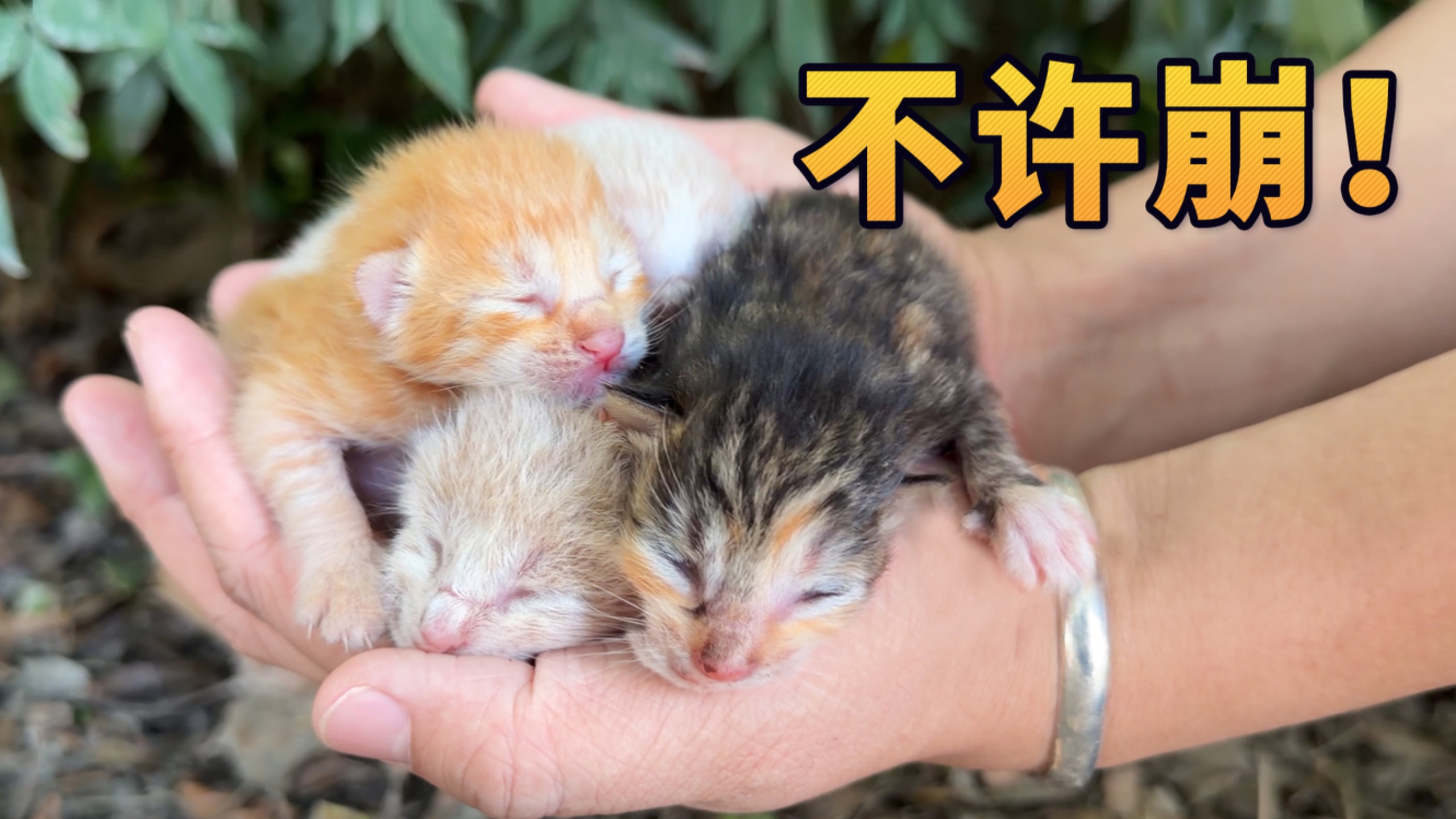奶猫：完辣，是天崩开局！