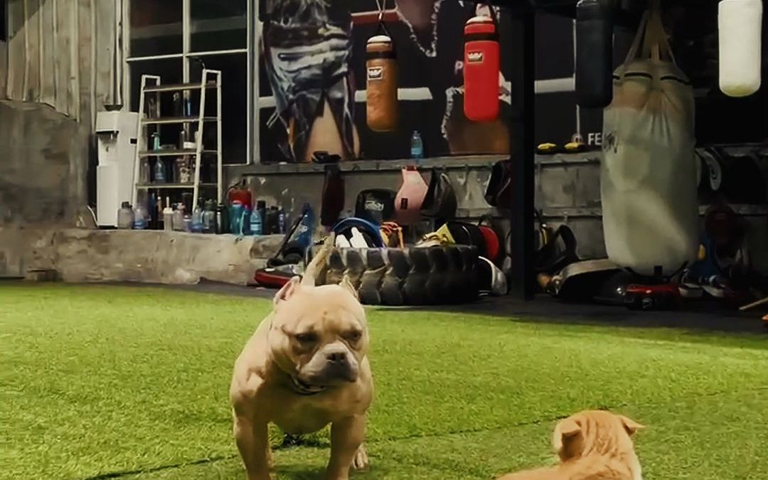 中国男孩直系 :完美先生 02 特体恶霸犬种公