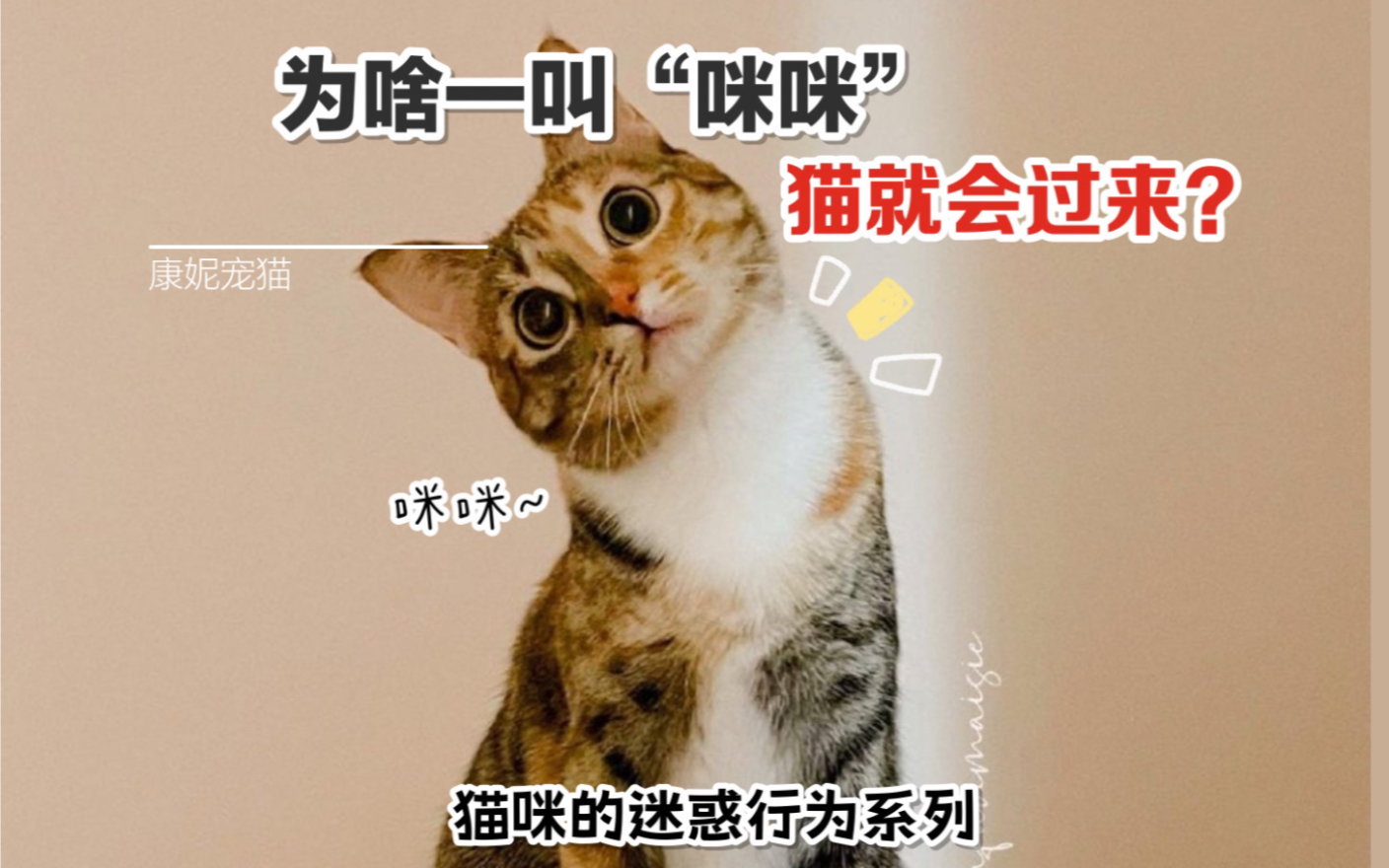 为啥一叫咪咪猫就答应?哔哩哔哩bilibili