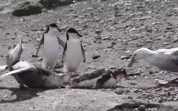[图]巨型海燕现场活吃企鹅
