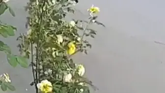 花墙被破坏，女子看监控意外发现暖心一幕，善良阿姨帮扶花绑扎