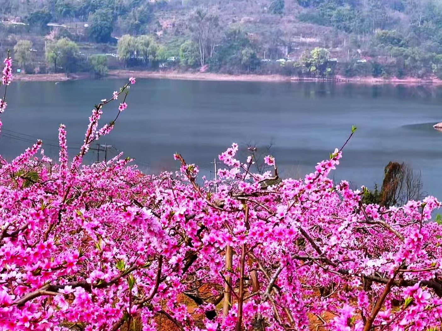 成都春游,期待已久的龙泉山桃花开啦,发现处人少景美的赏花地,漫山桃花灿若云霞哔哩哔哩bilibili