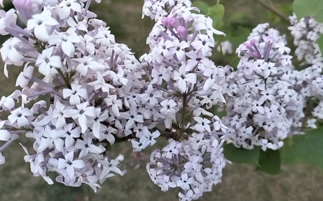 春暖花开,花香扑鼻哔哩哔哩bilibili