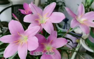 Download Video: 风雨兰不开花，使劲虐一虐，水桶里淹一淹，花剑嗖嗖冒不停！