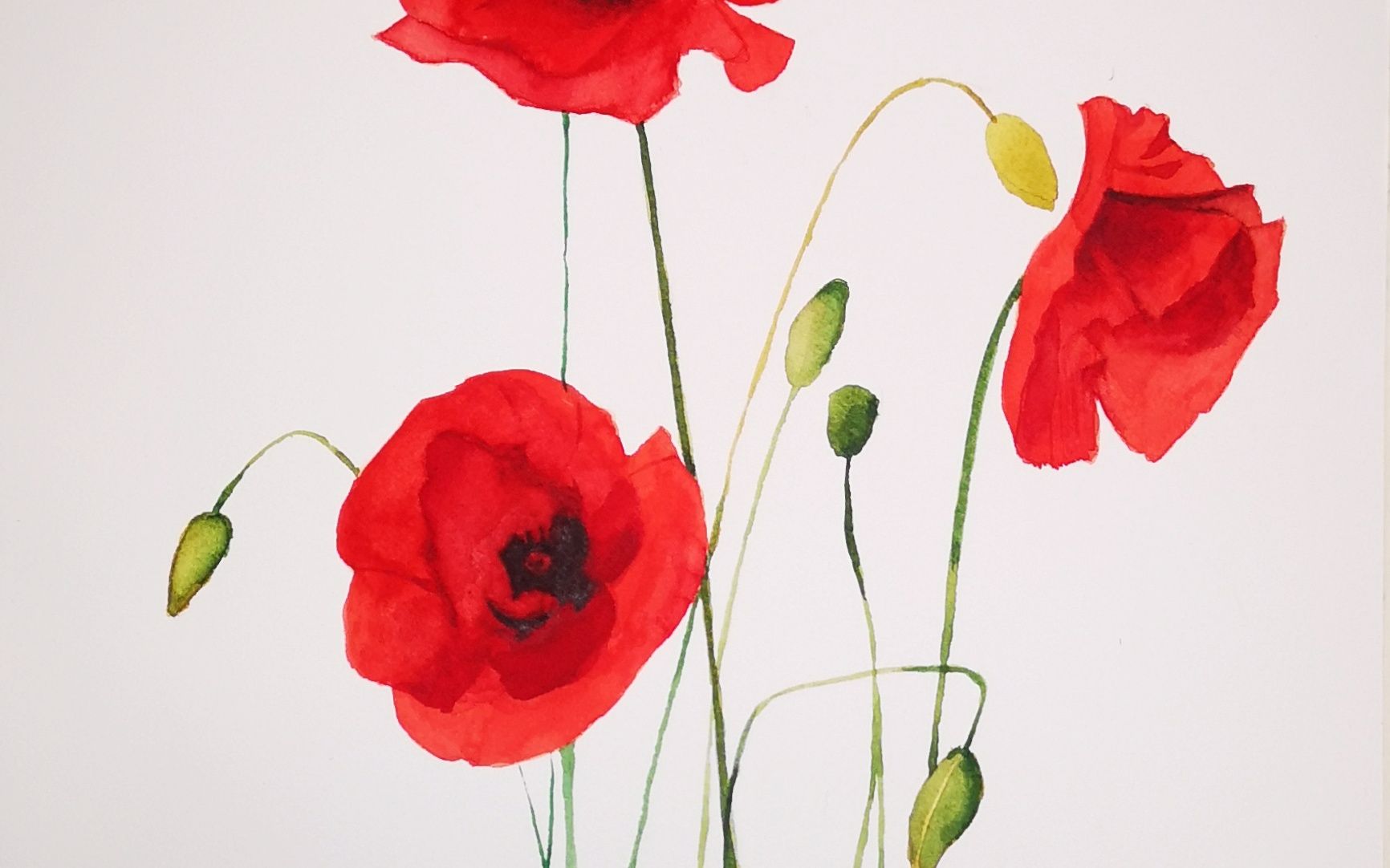 水彩罂粟花