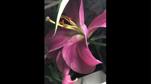 分享水彩书ann Pember Painting Close Focus Flowers In Watercolor 哔哩哔哩 Bilibili