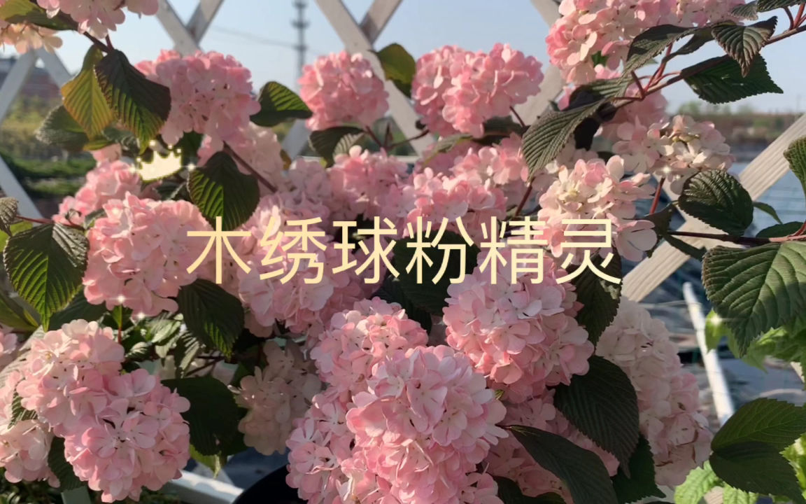 木绣球"粉精灵",粉粉嫩嫩惹人爱