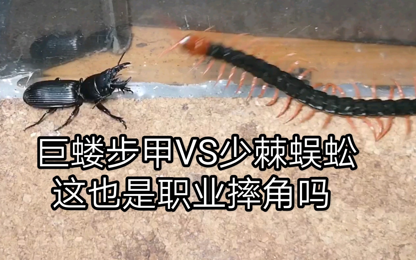 巨蝼步甲vs少棘蜈蚣职业摔角