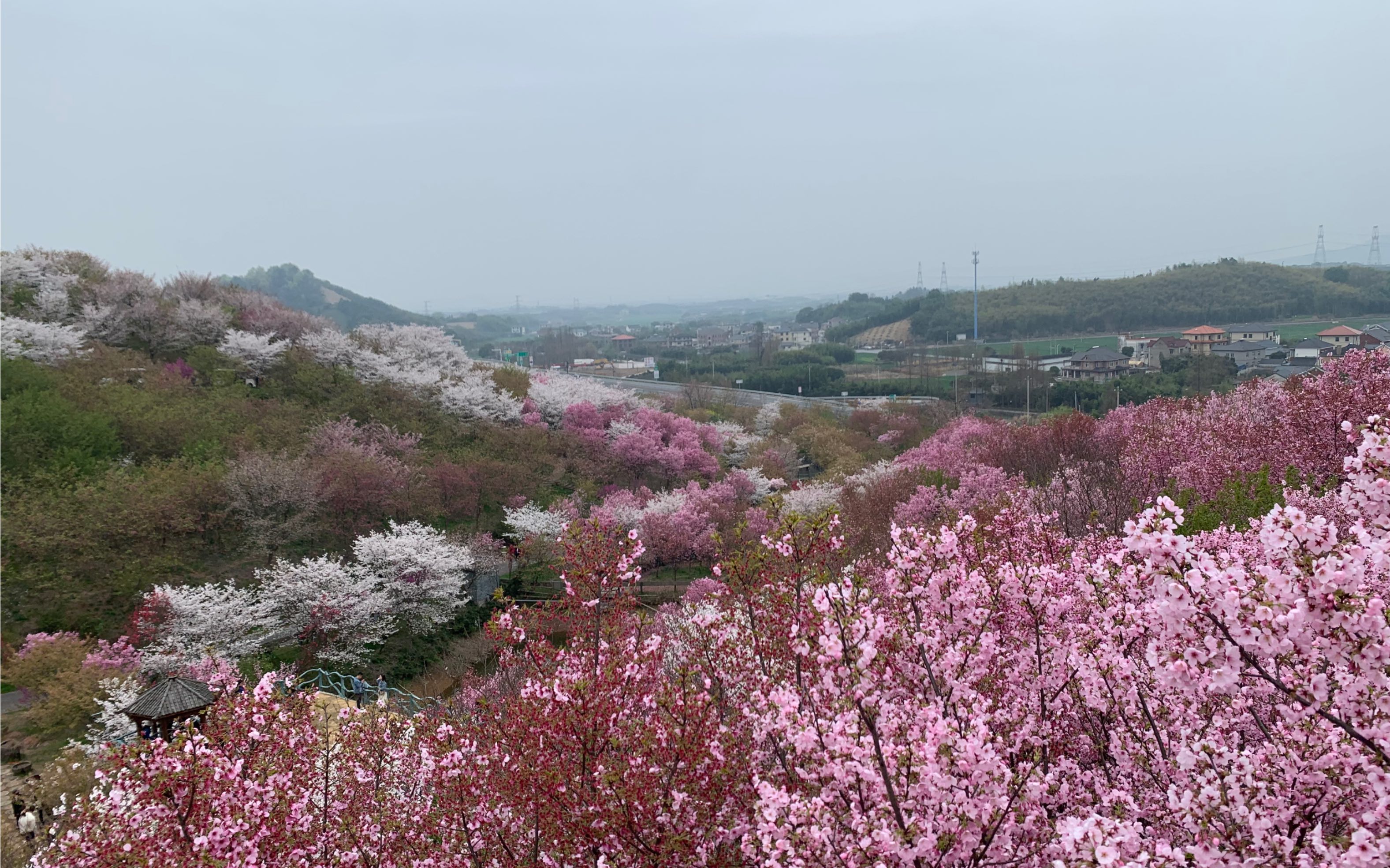 余姚樱花谷图片