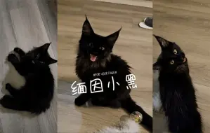 Descargar video: 奶声奶气的缅因小黑猫 🖤