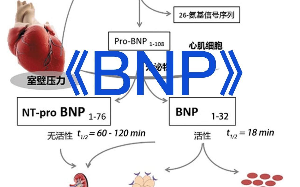 简解《BNP》哔哩哔哩bilibili