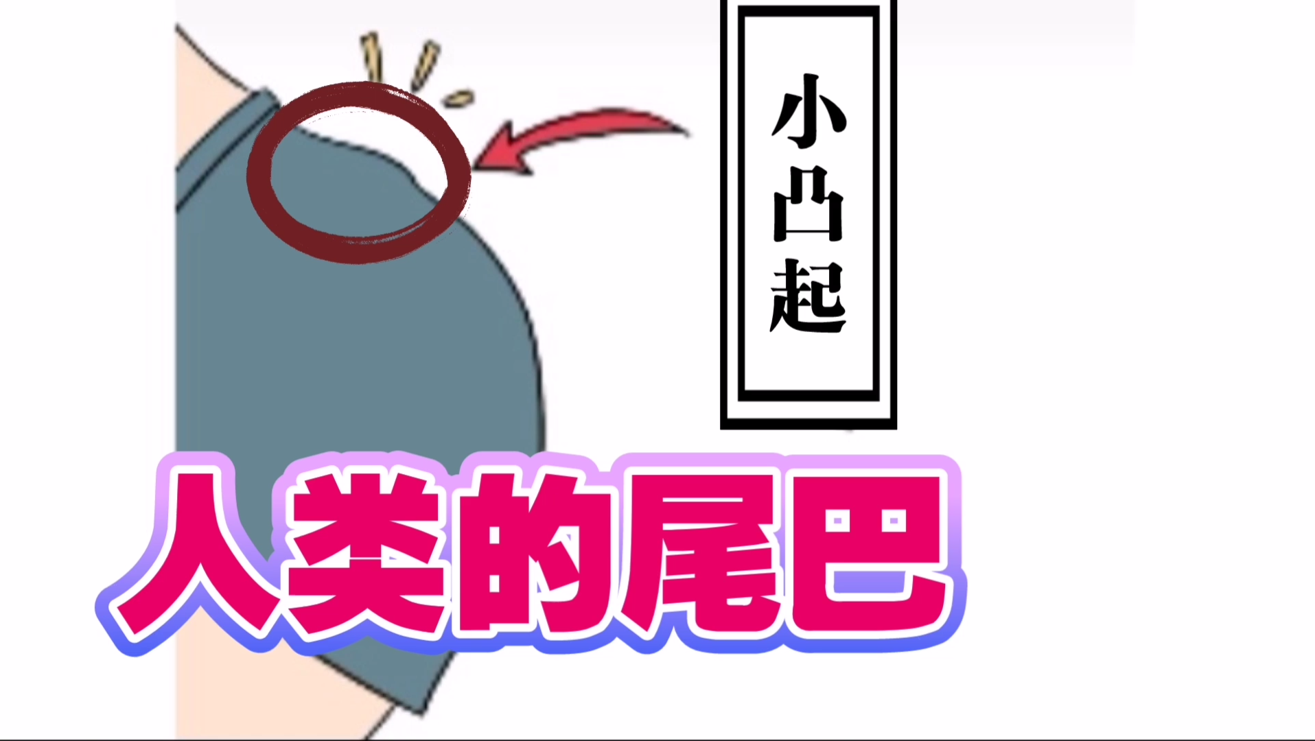 人是有尾巴的屁股上方的小凸起就是哈哈哈