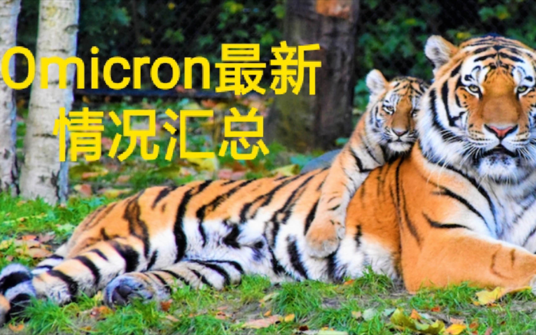 Omicron最新情况汇总哔哩哔哩bilibili