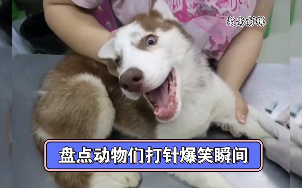 盘点动物们打针搞笑瞬间爆笑视频