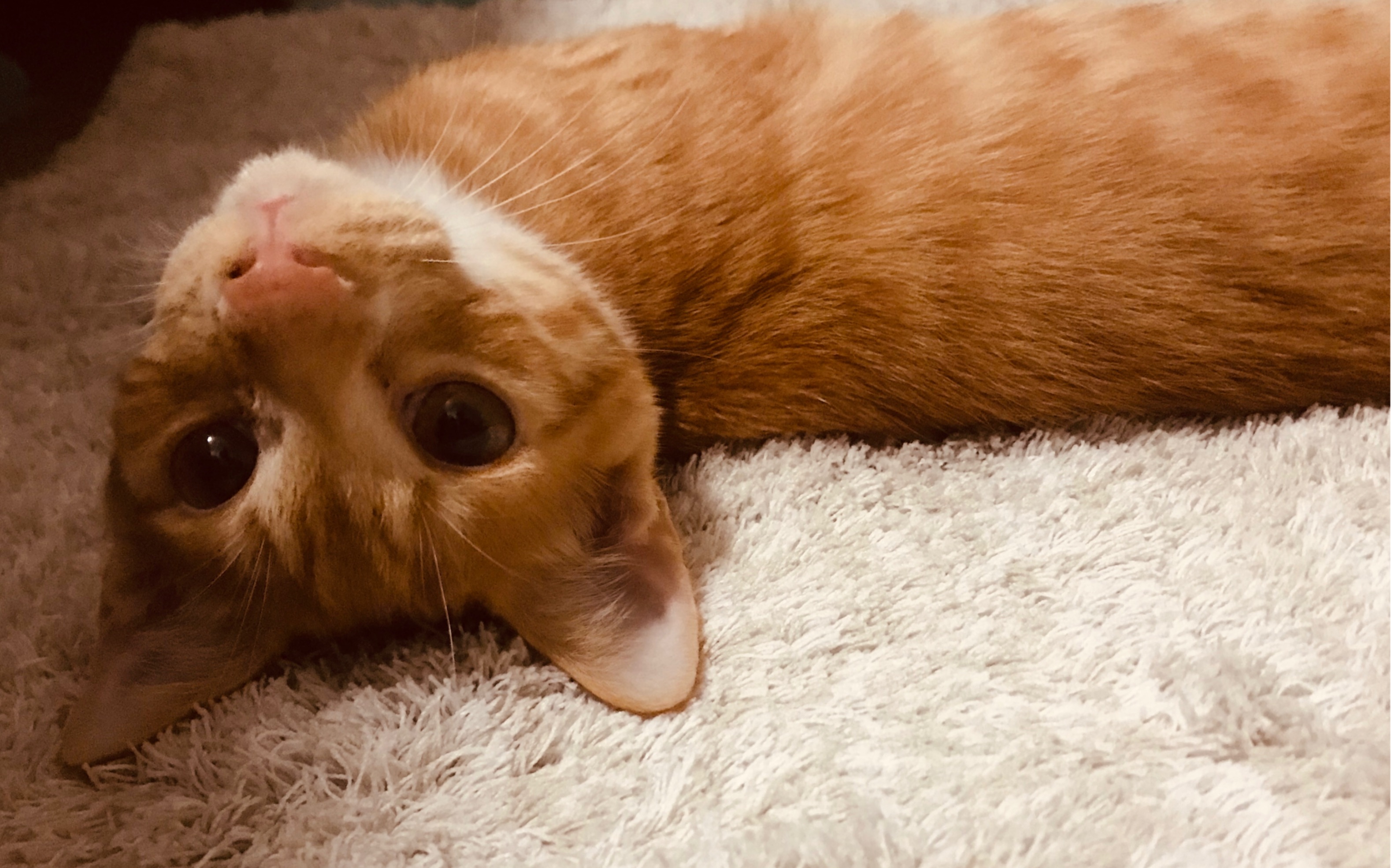 散个步还哼哼唧唧的话痨小猫咪