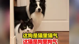 Download Video: 这狗是猫里猫气，这猫是狗里狗气，“这猫是用狗子边角料做的吧”