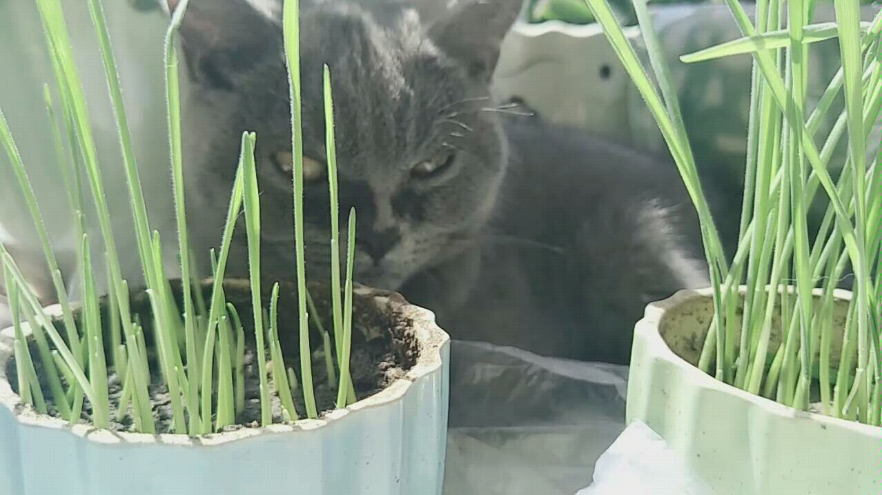 猫毛草图片 B站