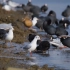 空镜头视频 海边海鸟觅食动物鸟类 素材分享