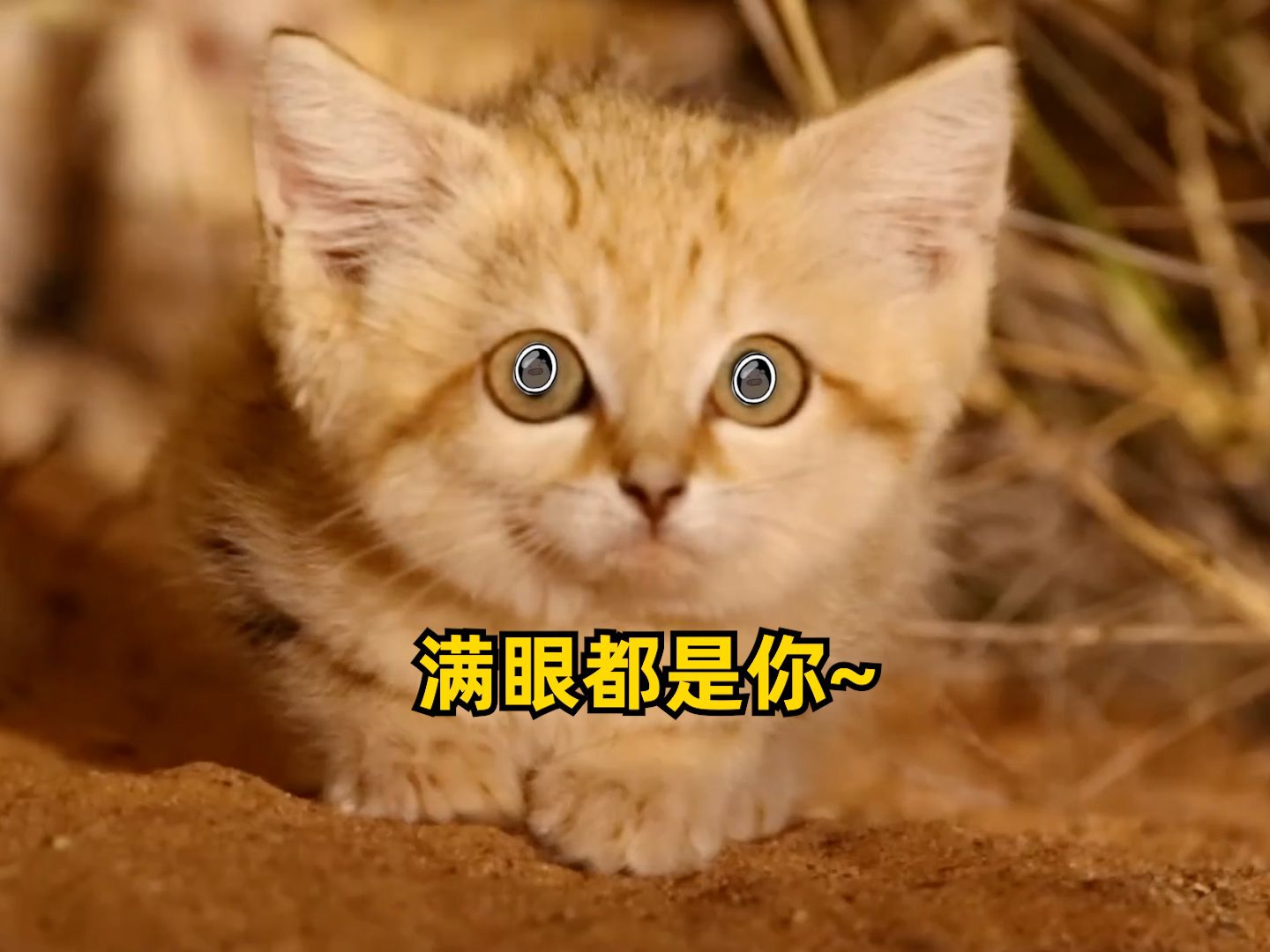 沙丘猫不是傻球猫,超凶哒!哔哩哔哩bilibili