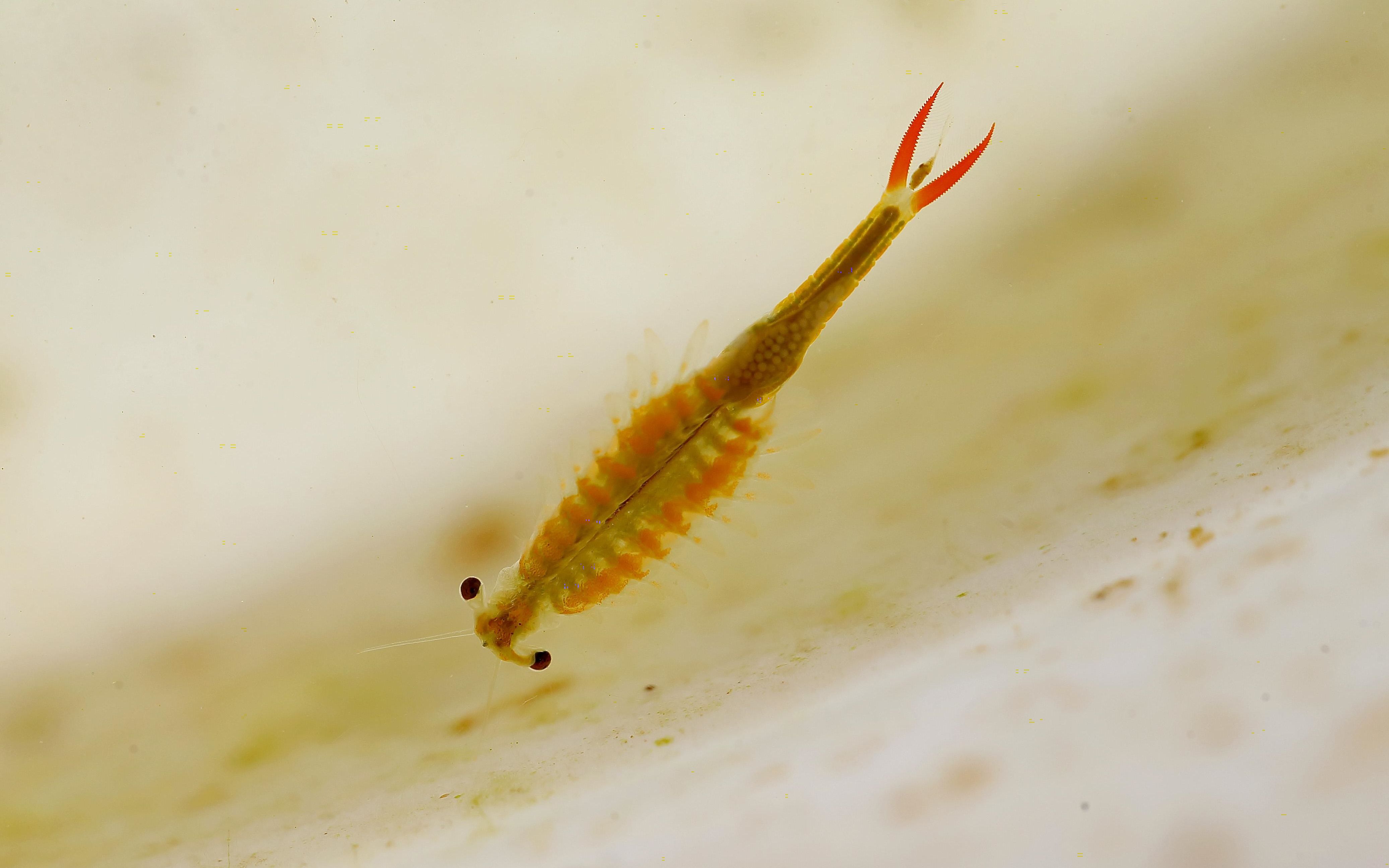 海洋浮游生物仙女虾,就是雅诗兰黛的小棕瓶眼霜里的抗蓝光成分