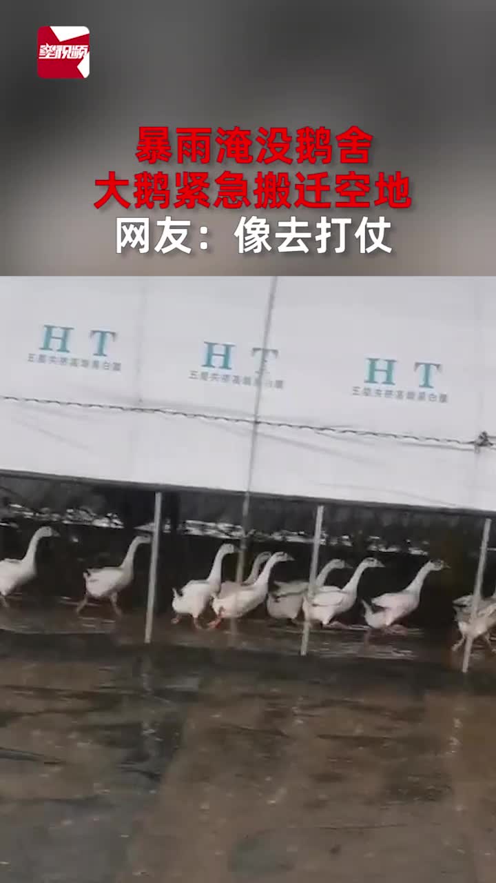 暴雨淹没鹅舍,大鹅紧急搬迁空地,网友:像去打仗哔哩哔哩bilibili