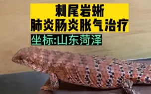 Descargar video: 刺尾岩蜥肺炎肠炎胀气治疗