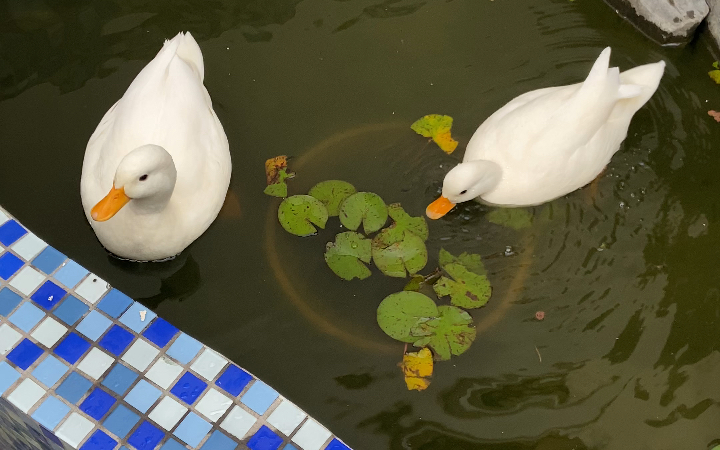 三国演义之小白鸭倒拔睡莲根