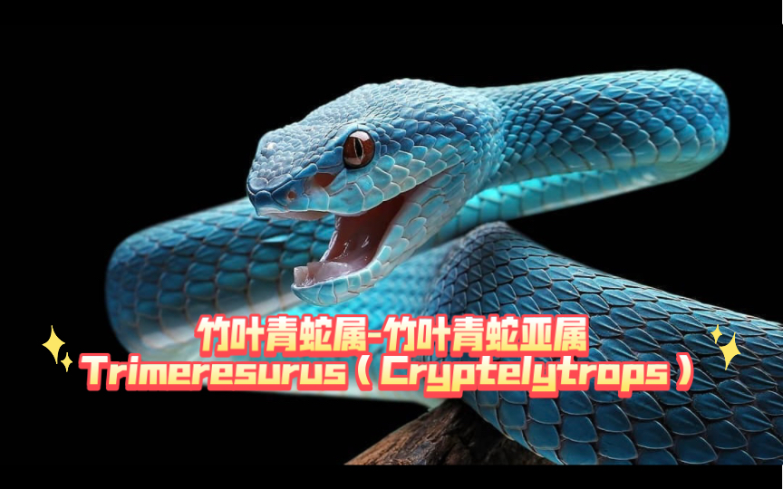 【图鉴】竹叶青亚属Cryptelytrops哔哩哔哩bilibili