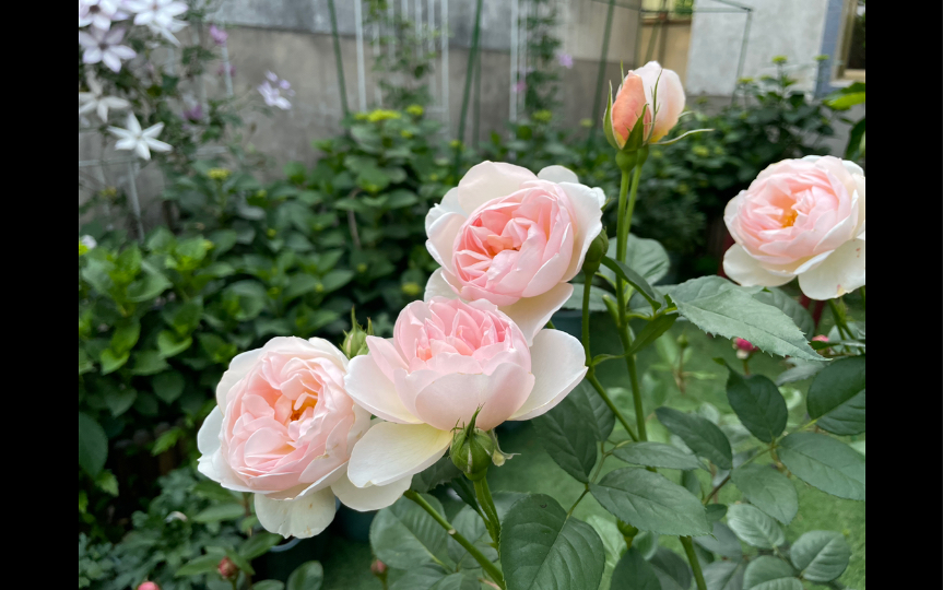 月季 奥斯汀的牧羊女 从浅橙到粉色变化 轻盈的包子