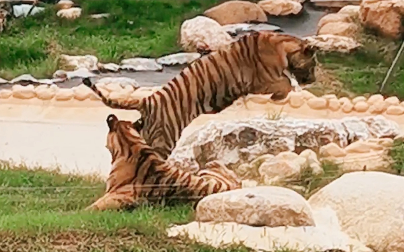 滑铲真实案例看看老虎到底能不能被阿伟滑铲到