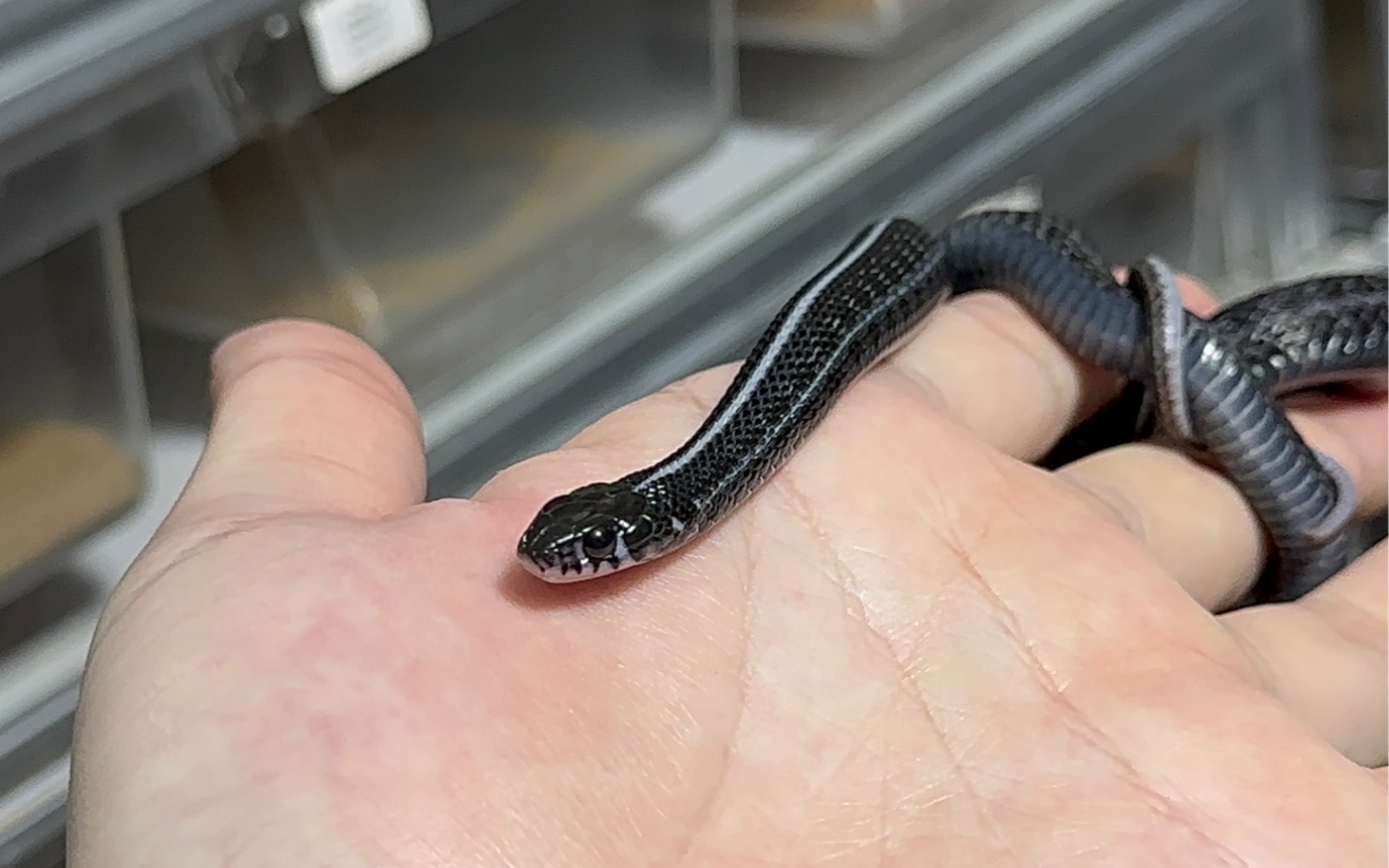 盘一盘平原束带蛇,难得这么配合