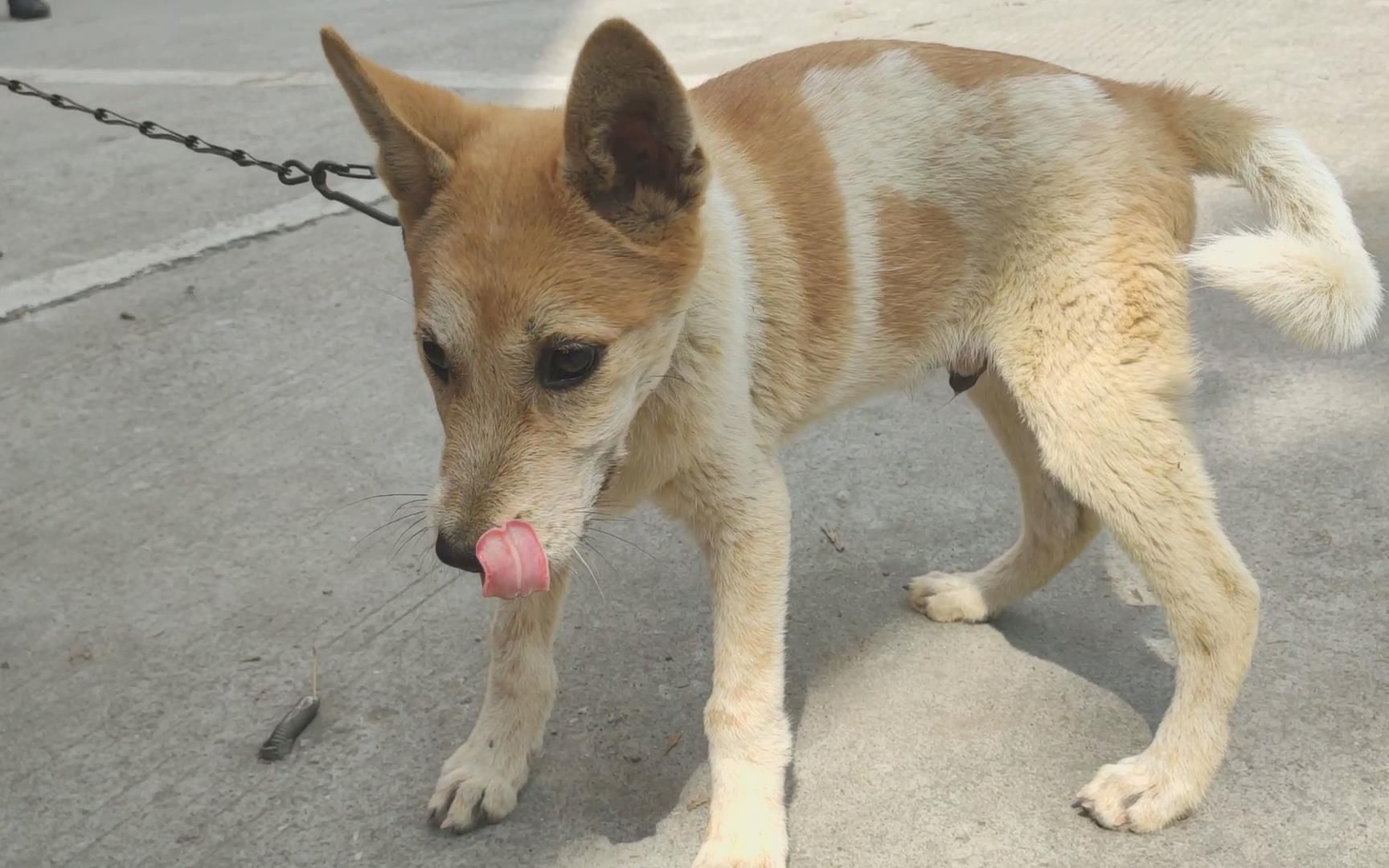 活动作品老人刚买到一条尾巴又长又粗的小土狗