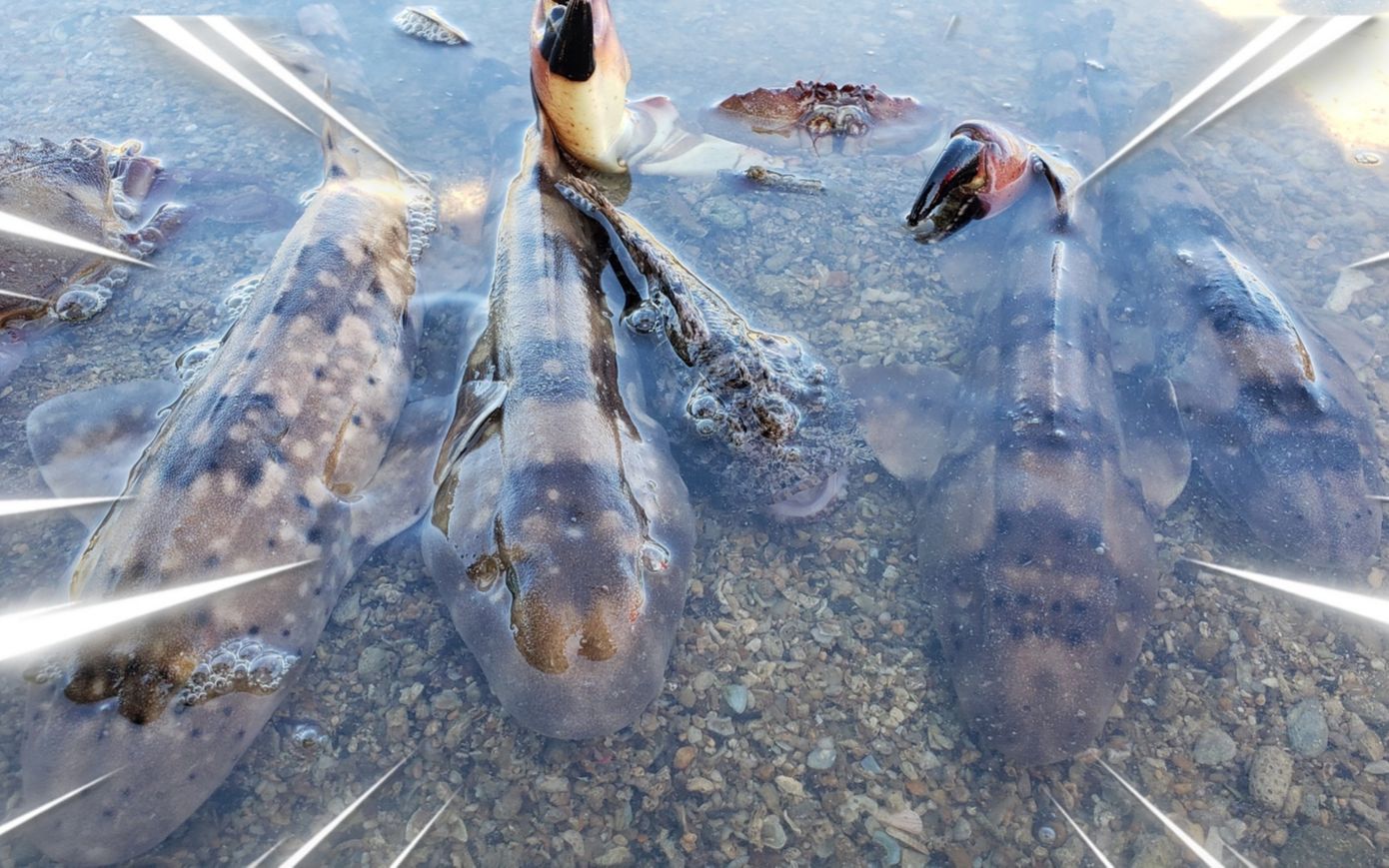 亂礁暗石擱淺一群海貨,貓鯊虎魚花蓋蟹上演