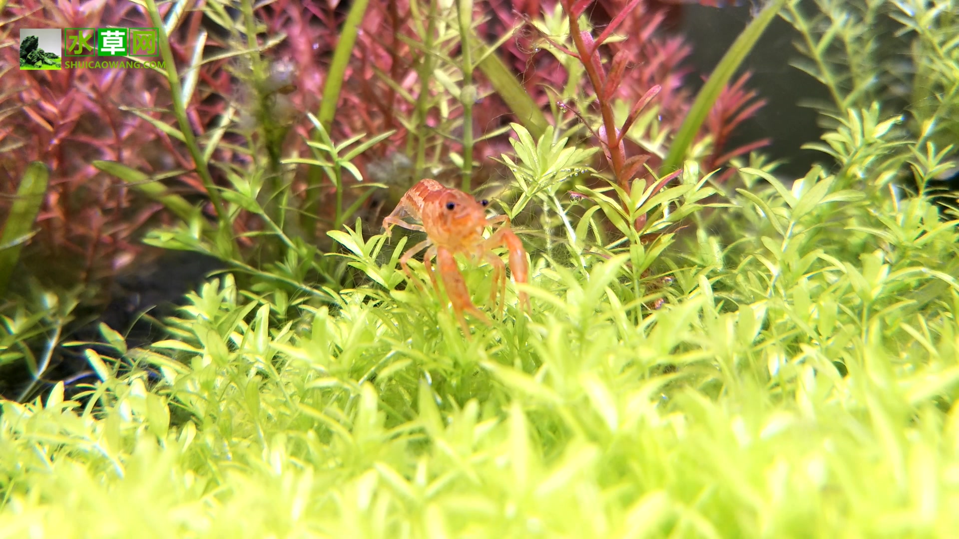 草缸小精灵苏菲亚侏儒鳌虾