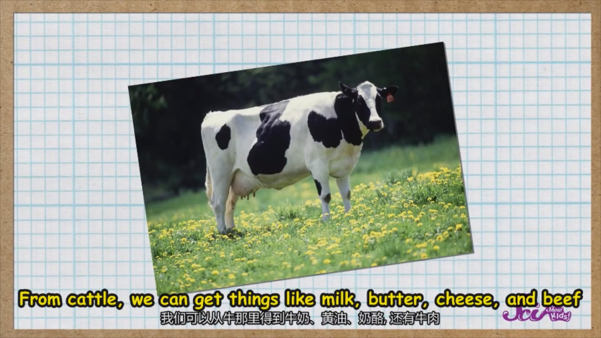 牛的英语百科 Cows are Awesome!哔哩哔哩bilibili